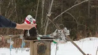 Bird & Squirrel cam