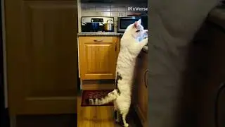 Simba cooking in kitchen #funnycat #cat