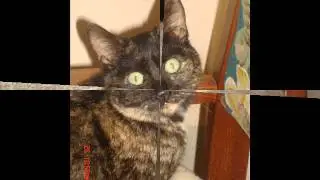 Cyprus Cat Rescue......Music by Thom Pace