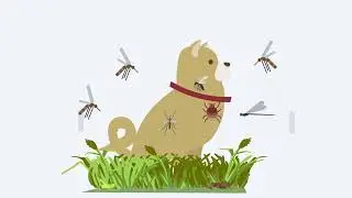 Parasite Prevention - Dogs