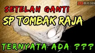 cek perkembangan podok walet sederhana setelah 2 bulan ganti SP TOMBAK RAJA #rbw #walet #budidaya