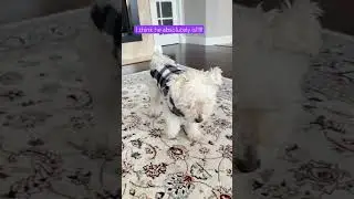 Какой же он очаровательный! #шорты #ytshorts #youtubeshorts #youtubevideos #jaspertheduggoo #смеш...