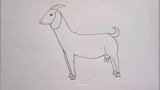 how to draw goat drawing easy step by step@DrawingTalent