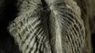 Fossil Huntress: Fossil Brachiopod
