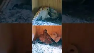 Kestrel Attacks Owl Nest&hellip; and Instantly Regrets It!