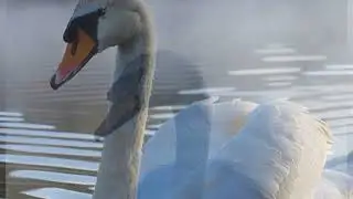 Winter Mist