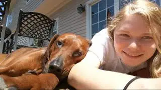 Dog Training Using Recallers is Restoring a Relationship