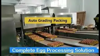TD101-3 Automatic Egg Washing Drying Candling Grading Packing Line Capacity 30,000 Eggs Per Hour