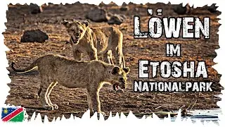 Löwen im Etosha Nationalpark - Safari am Abend - Namibia Reise #19