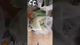 Always check out grocery store plants!