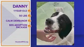 Could Danny be your Pawfect Match?