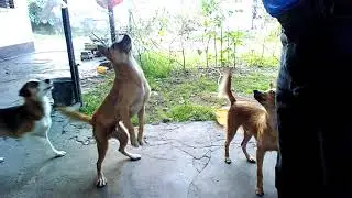 MEET MY 3 DOGS