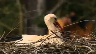 Bird watching in Spain: a spectacle of life
