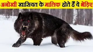 जंगली भेड़ियों का खतरनाक हमला |Dangerous Attack By Wild Wolves.