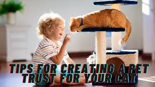 Tips for Creating a Pet Trust for Your Cat