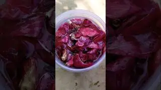 Onion liquid fertilizer #plants #liquid #fertilizer #gardening #flowers #trending #shots #ytshorts