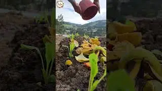 how to use banana peels as plant fertilizer 🍌🌱  natural plant boost hack