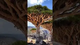 The Alien Landscape of Socotra #shorts