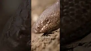 Red Sand Boa: Victim of myths and trade