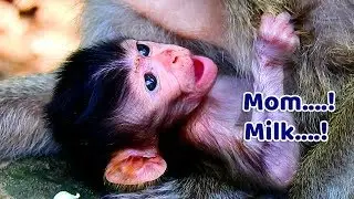 MOM...MILK...| Cute newborn baby monkey Jilla so hungry cry no sound,Jilla cry cuz mom sleep on her