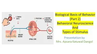 Behavioral Neuroscience | Types of Stimulus | Biological Basis of Behavior | Apsara Katuwal Dangol