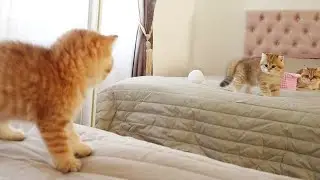 The kitten saw his reflection in the mirror 😳😁