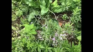 Flowers We Love Common Sea lavender July 2021