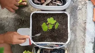 Como plantar quiabo org&acirc;nico no Vaso, Balde