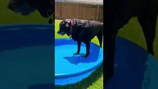 This Dog Was Way Too Confident