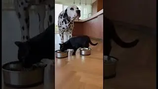 Like❤️ Хитрый чёрный кот 🤣 #cat #нейросетьзахватитмир #animals #видосыоткота #husky #cute #прикольн