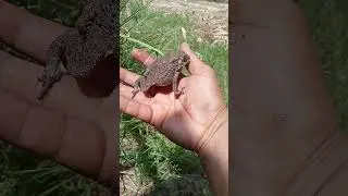 Beautiful little toad #animals #cute #babytoad #fypシ゚viral