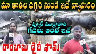 What are pure Murrah buffaloes - Ram Babu Dairy Farm | Successful Murrah Buffalo Dairy Farm in Ap
