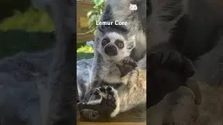 Lemur core. 🦝🦝#funnyanimals #animals #lemur #shorts #petsoftiktok