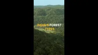 Woods that Shape Climate and Culture