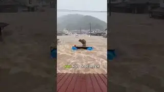 Кота спасли из безвыходной ситуации во время наводнения 🐱💔 #rescue #animals #heroic