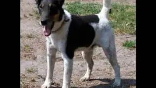 Foxterrier im Schutzdienst VPG IPO Ar ne Pohlmeyer Hundesport Schutzhund Sport
