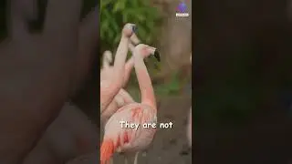 The Secret Lives of Flamingos #shorts #fact #bird