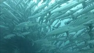 Extra Divers Virgin Cocoa: Big Fish Country