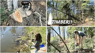 A day in the life felling trees