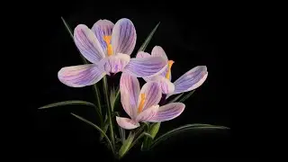 8 Hours of Flowers in 4K Close-ups. Serene Piano Music to Meditate