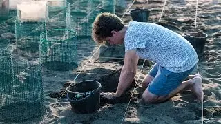 SAVING BABY SEA TURTLES