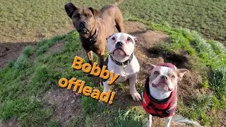 Brave Bobby goes offlead