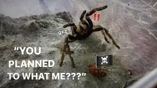 EUTHANIZING this TARANTULA would’ve been a HUGE MISTAKE ~ She RECOVERED !!!