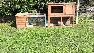 Noah (Maltese) 💙 meeting Hudson and Ivy (Netherland Dwarf rabbits) for the first time!