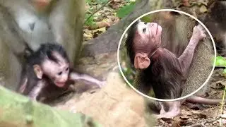 Broken Heart! Newborn Monkey Carlino Can't Stand With Being Hungry, Mom So Mean to give Milk