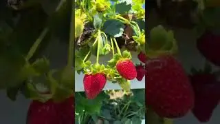 Tanaka Farms Strawberry picking. $20 tour. #california #irvine #foodblogger #summer