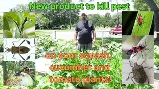 kill pest on your squash, cucumber and tomato plants instantly!