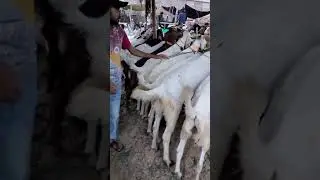 Lyari Bakra Piri Mandi