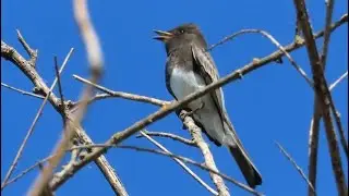 Black Phoebe Calling