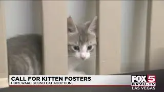 Las Vegas organization seeking kitten foster parents